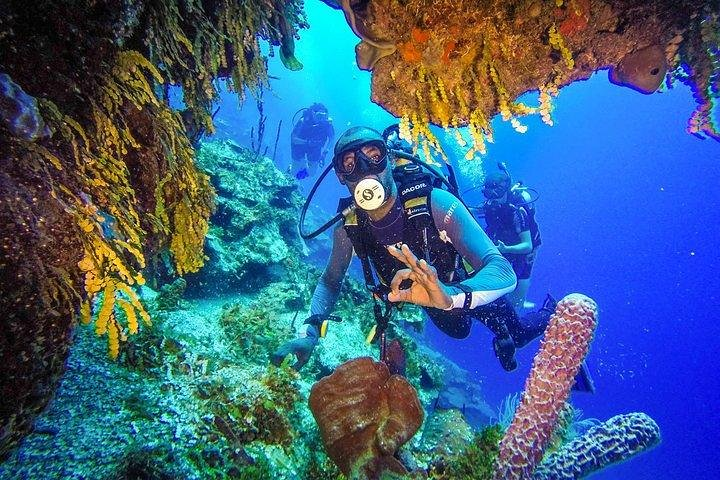 Scuba Diving at Catalina Island - 2 tank | 2 spots - Photo 1 of 12